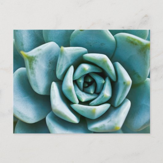 Succulent Closeup Briefkaart (Voorkant)