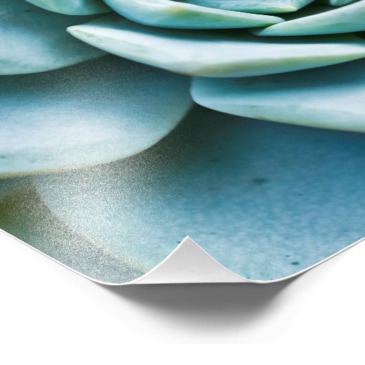 Succulent Closeup Foto Afdruk (Hoek)