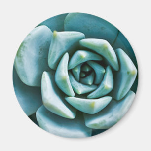 Succulent Closeup Magneet