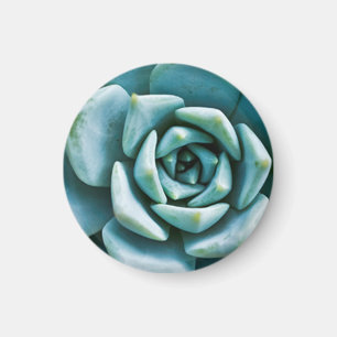 Succulent Closeup Magneet