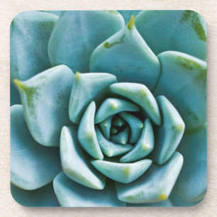 Succulent Closeup Onderzetter