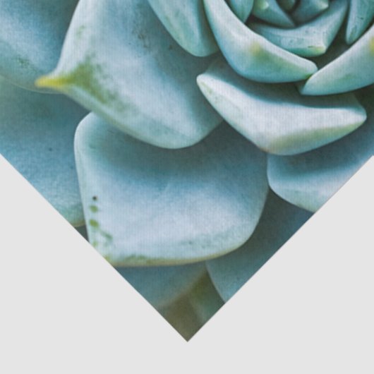 Succulent Closeup Tissuepapier (Detail)