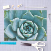 Succulent Closeup Tissuepapier (Craft)