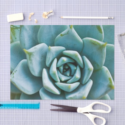 Succulent Closeup Tissuepapier (Craft)