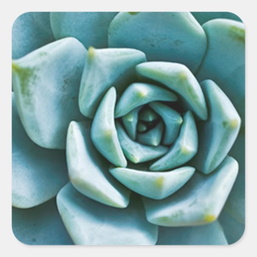 Succulent Closeup Vierkante Sticker (Voorkant)