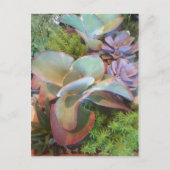 Succulent Container Garden briefkaart (Voorkant)