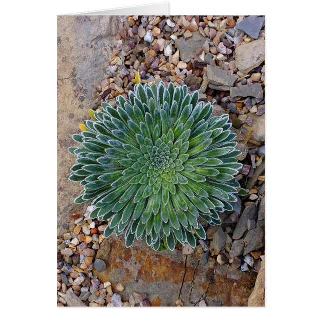 Succulent Desert plant (Voorkant)