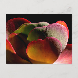 Succulent Desert Plant Briefkaart