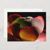 Succulent Desert Plant Briefkaart (Voorkant / Achterkant)