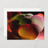 Succulent Desert Plant Briefkaart (Voorkant / Achterkant)