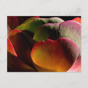 Succulent Desert Plant Briefkaart