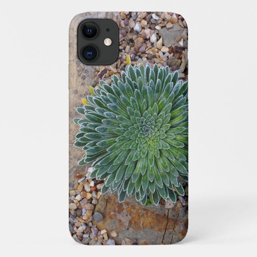 Succulent Desert plant Case-Mate iPhone Case (Achterkant)