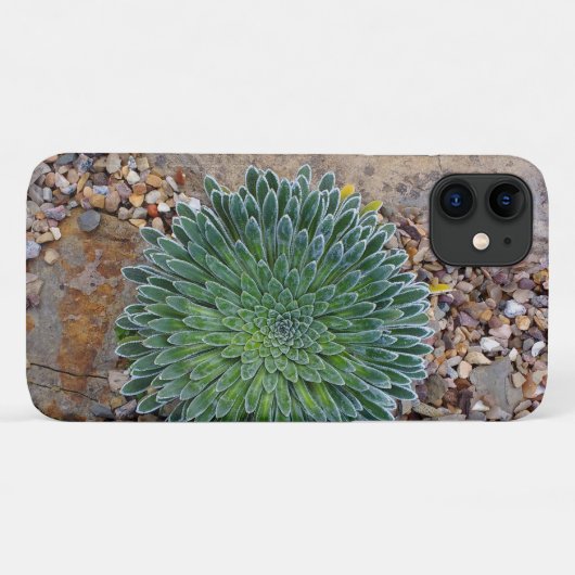 Succulent Desert plant Case-Mate iPhone Case (Achterkant (horizontaal))