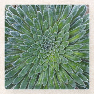 Succulent Desert plant Glazen Onderzetter