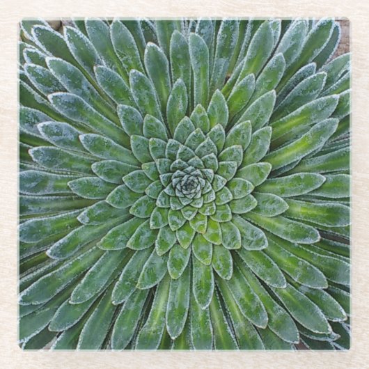 Succulent Desert plant Glazen Onderzetter (Voorkant)