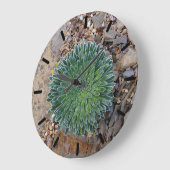 Succulent Desert plant Grote Klok (Hoek)