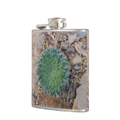 Succulent Desert plant Heupfles (Links)