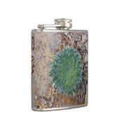 Succulent Desert plant Heupfles (Rechts)