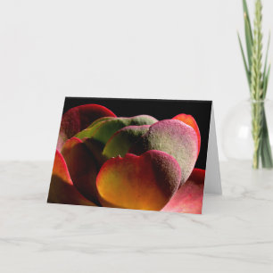 Succulent Desert Plant Kaart