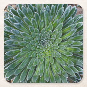 Succulent Desert plant Kartonnen Onderzetters