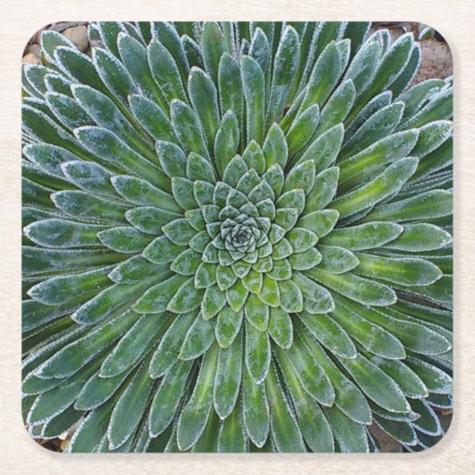 Succulent Desert plant Kartonnen Onderzetters (Voorkant)