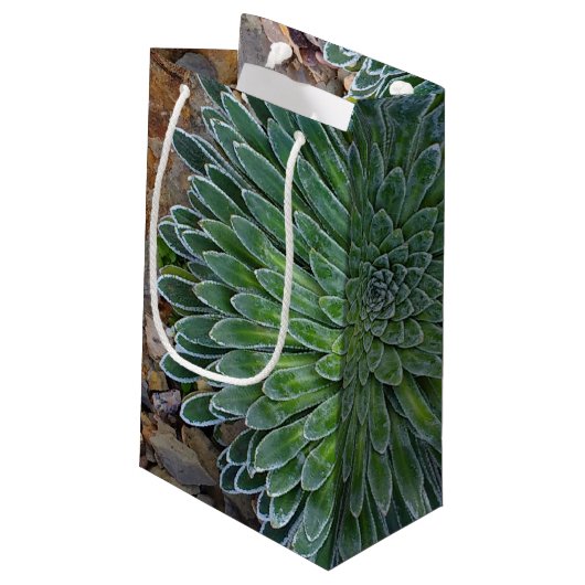 Succulent Desert plant Klein Cadeauzakje (Achterkant Gekanteld)