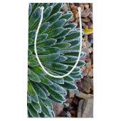 Succulent Desert plant Klein Cadeauzakje (Voorkant)