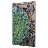 Succulent Desert plant Klembord (Links)