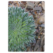 Succulent Desert plant Klembord (Achterkant)
