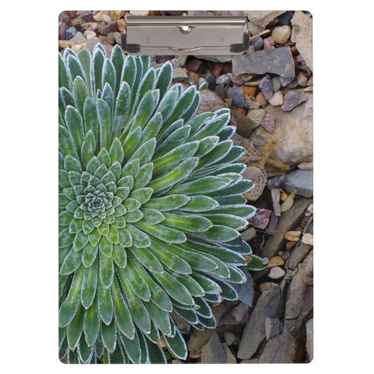 Succulent Desert plant Klembord (Voorkant)
