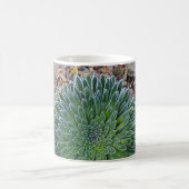 Succulent Desert plant Koffiemok (Center)