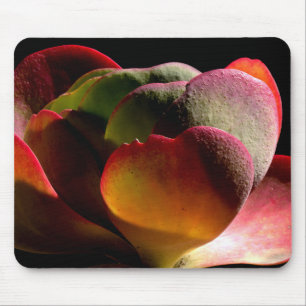 Succulent Desert Plant Muismat
