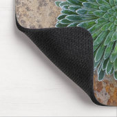 Succulent Desert plant Muismat (Hoek)