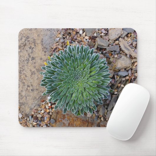 Succulent Desert plant Muismat (Met muis)