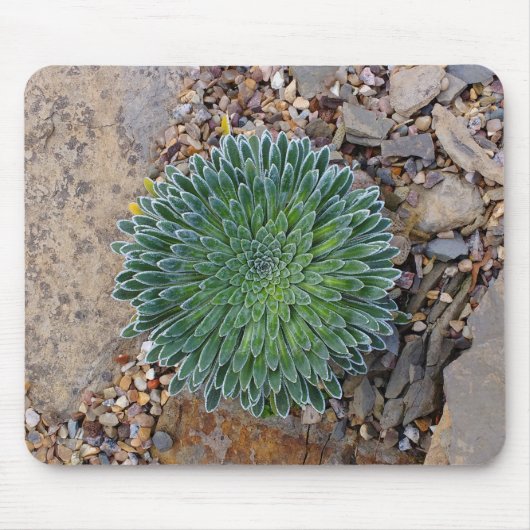 Succulent Desert plant Muismat (Voorkant)