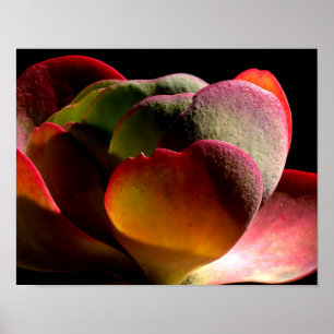 Succulent Desert Plant Poster