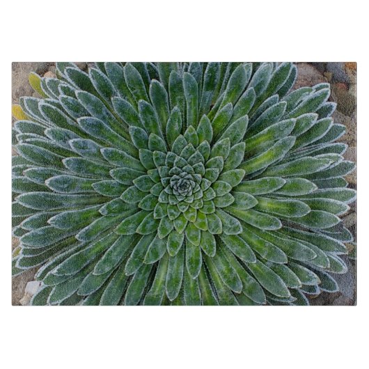 Succulent Desert plant Snijplank (Voorkant)