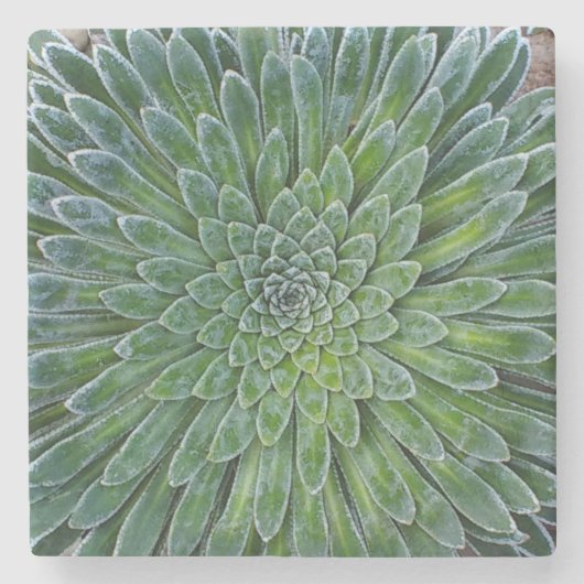 Succulent Desert plant Stenen Onderzetter (Voorkant)