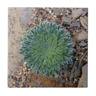 Succulent Desert plant Tegeltje
