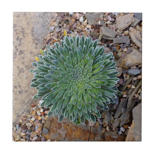Succulent Desert plant Tegeltje (Voorkant)