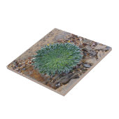 Succulent Desert plant Tegeltje (Zijkant)