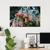 Succulent Echeveria blossom Poster (Thuiskantoor)