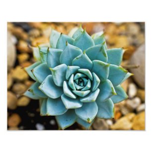 Succulent Foto Afdruk