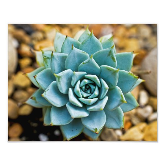 Succulent Foto Afdruk (Voorkant)