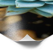 Succulent Foto Afdruk (Hoek)