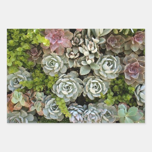 Succulent Garden 1 Inpakpapier Vel (Voorkant 3)