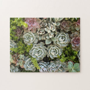 Succulent Garden 1 Legpuzzel