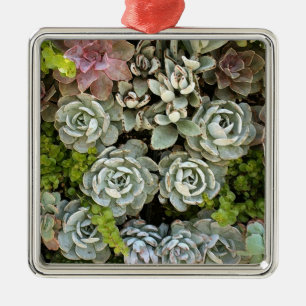 Succulent Garden 1 Metalen Ornament