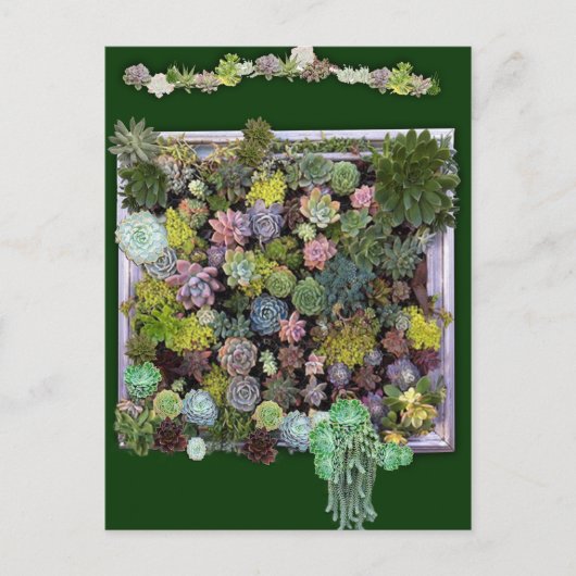 Succulent Garden Wall beeldscherm Briefkaart (Voorkant)