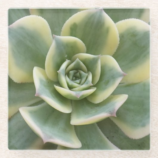 Succulent Glass Onderzetter (Voorkant)